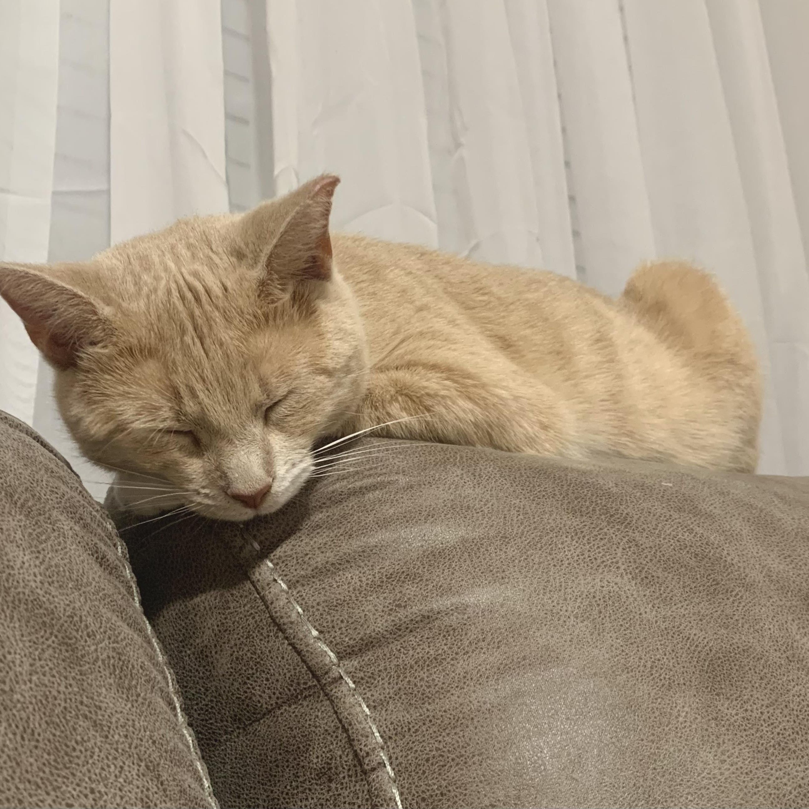 Enlarge Honey , a Adoptable Domestic Short Hair in Fairborn, OH image 2/5