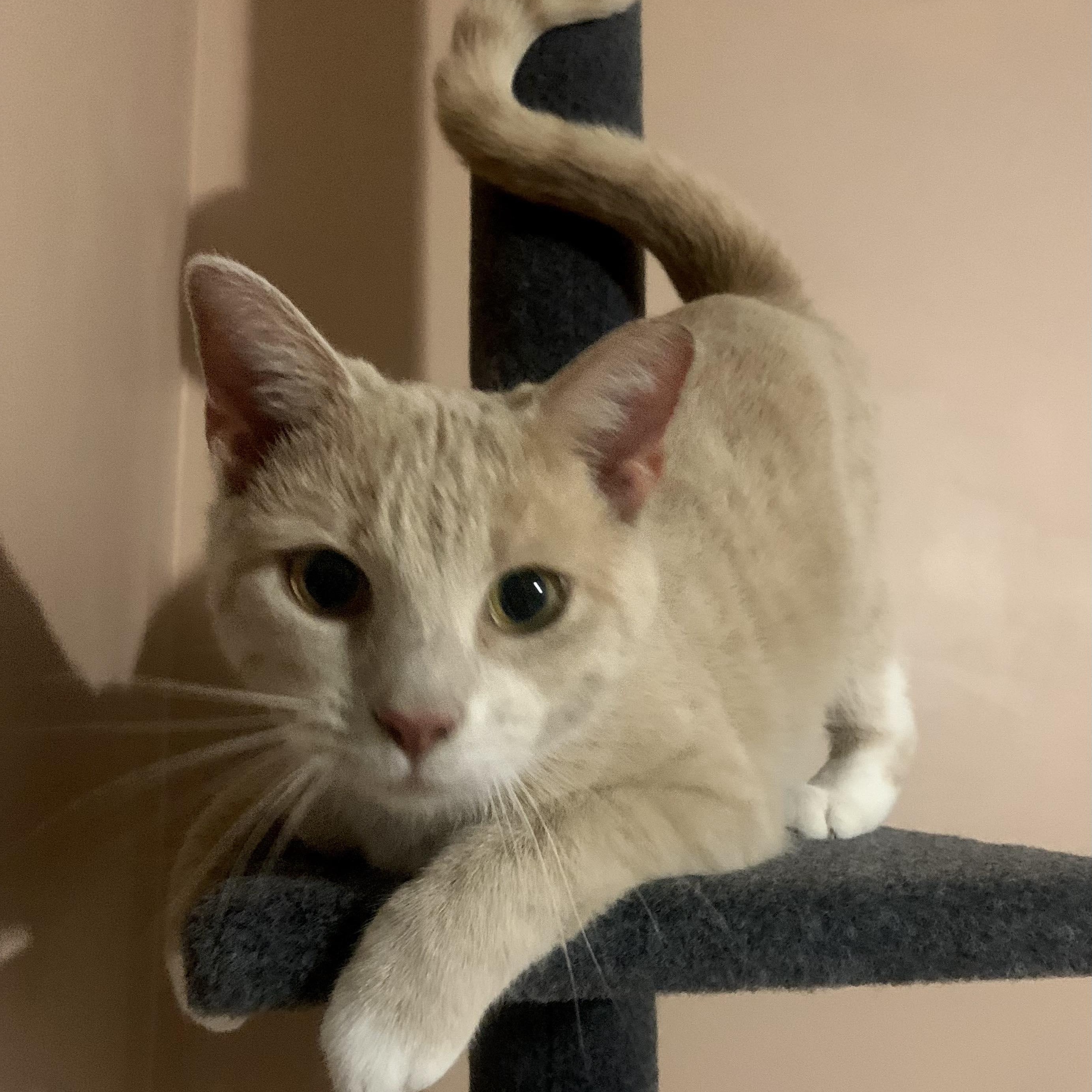 Enlarge Honey , a Adoptable Domestic Short Hair in Fairborn, OH image 3/5