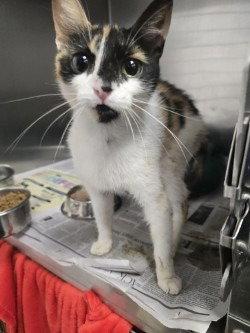 Enlarge CA 115 Penelope, a Adoptable Domestic Short Hair in Glen Allen, VA image 1/1