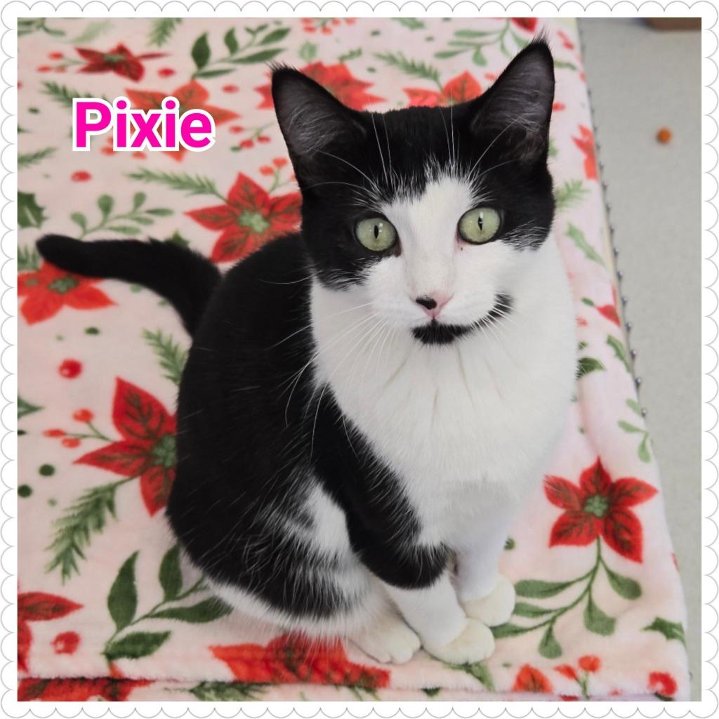 Enlarge Pixie, a Adopted mixed breed in North Saint Paul, MN image 1/5