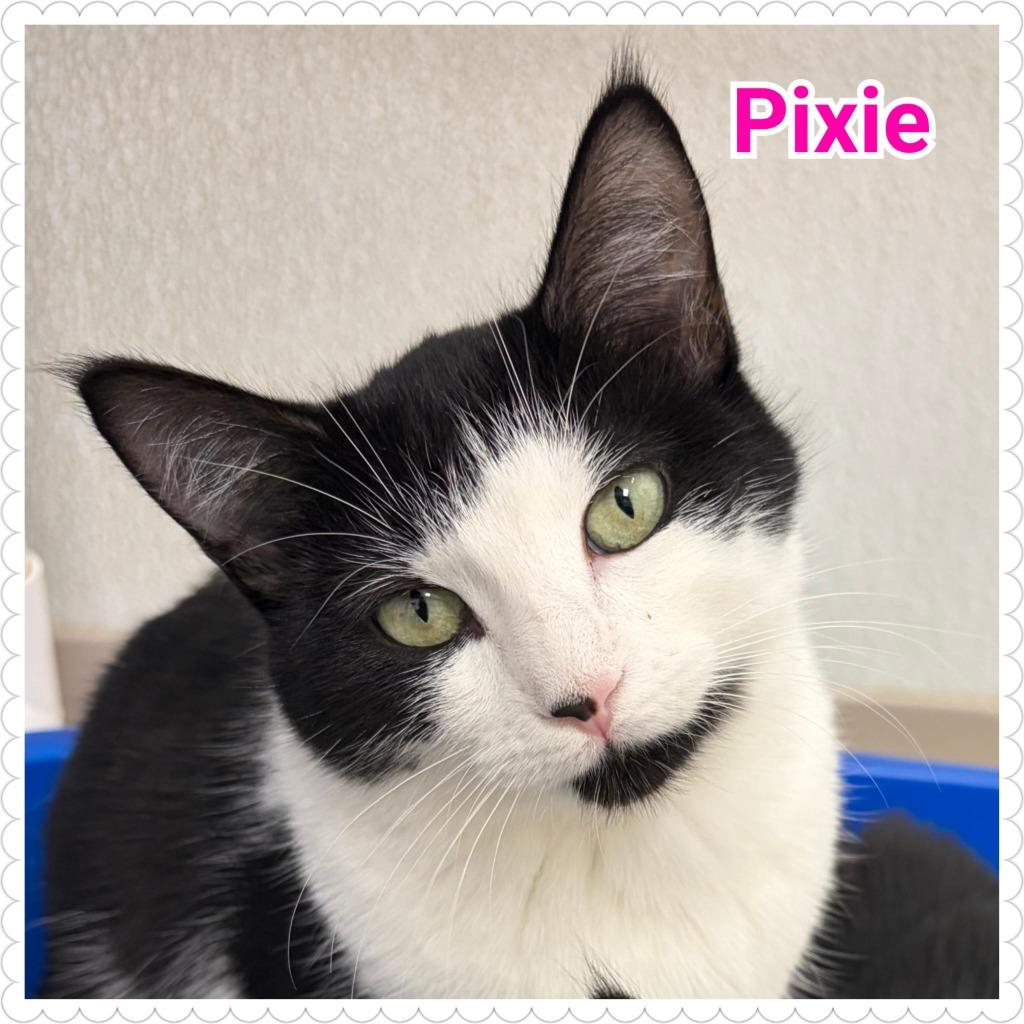 Enlarge Pixie, a Adopted mixed breed in North Saint Paul, MN image 3/5