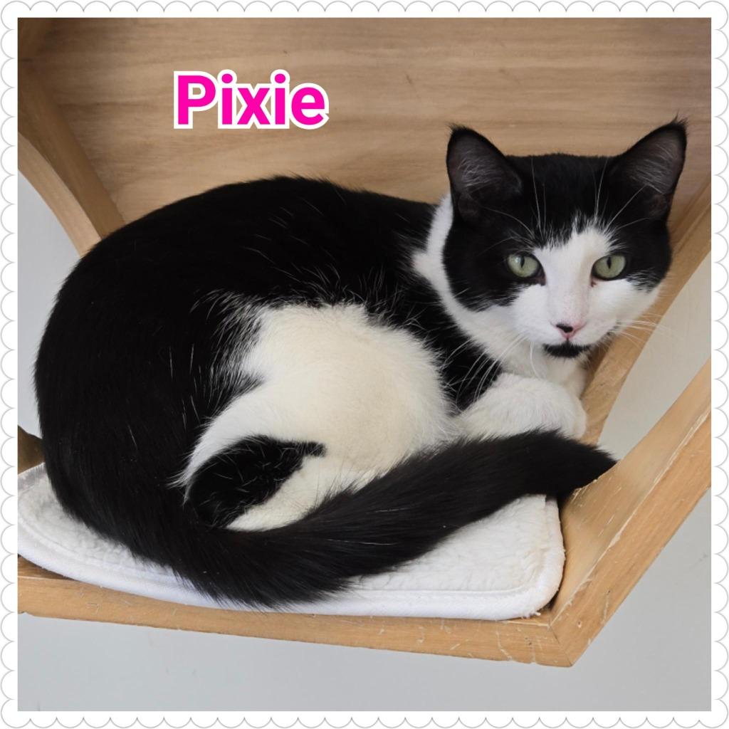 Enlarge Pixie, a Adopted mixed breed in North Saint Paul, MN image 4/5