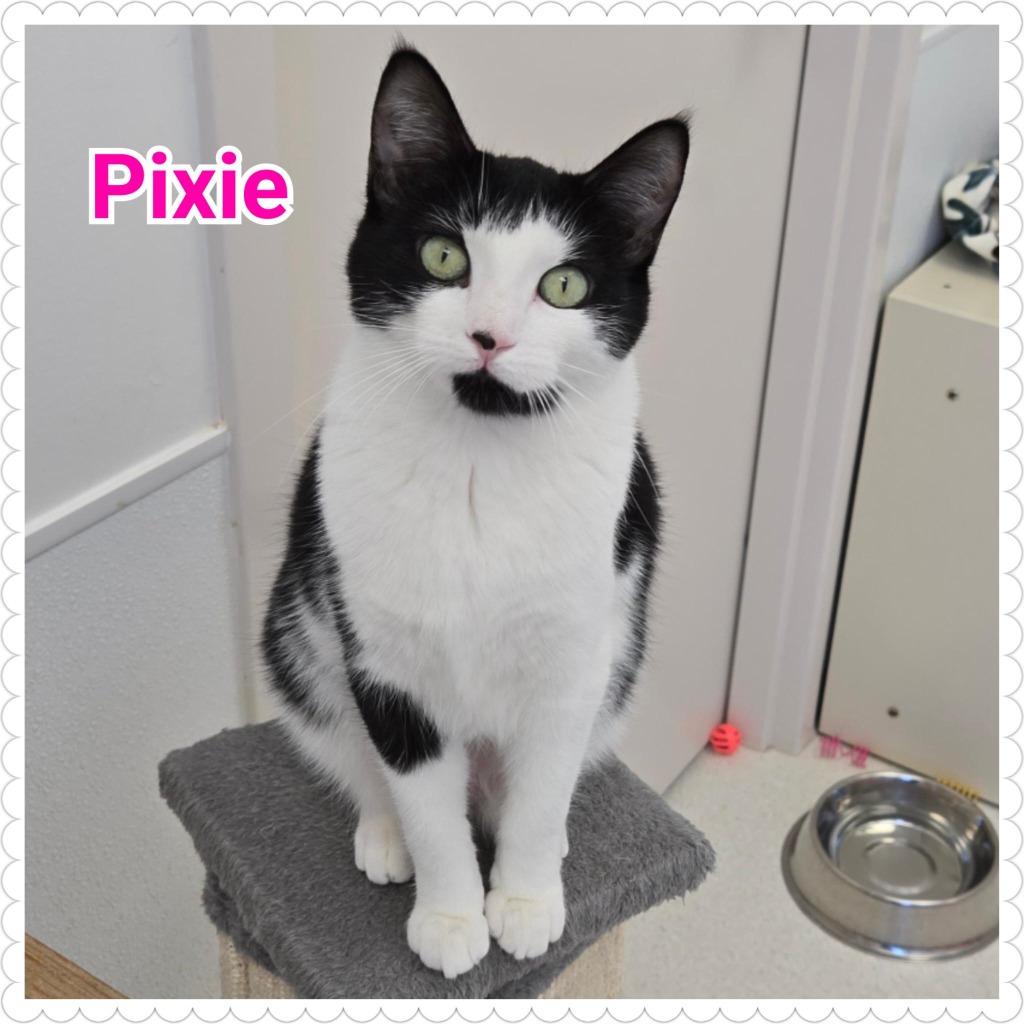 Enlarge Pixie, a Adopted mixed breed in North Saint Paul, MN image 5/5