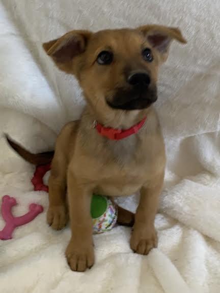 Comet — thumbnail 2