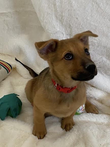 Comet — thumbnail 3