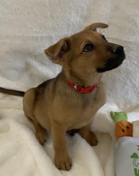 Comet — thumbnail 4