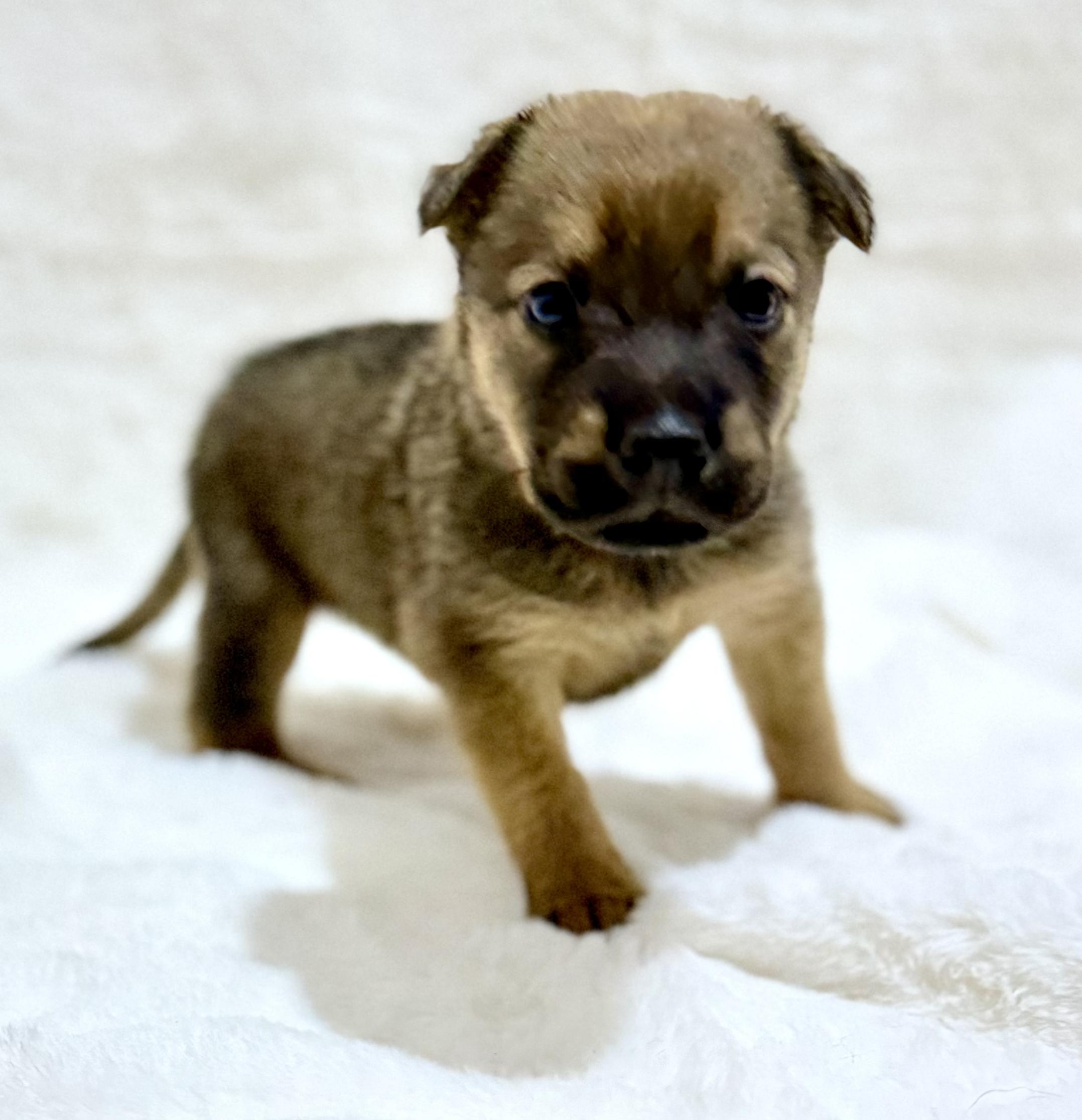 Comet — thumbnail 5