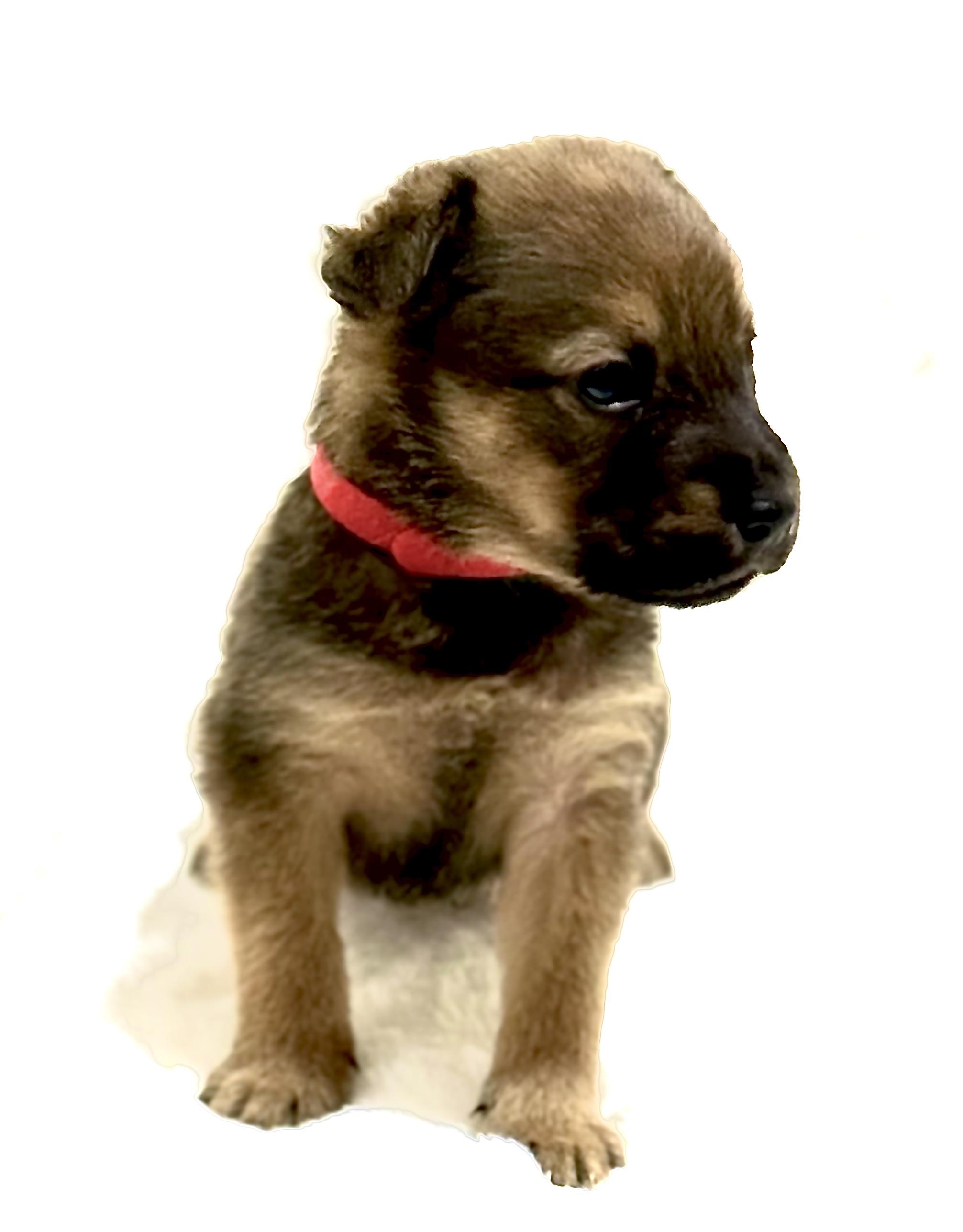 Comet — thumbnail 6