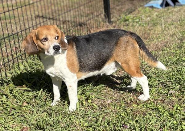 Boomer, Adoptable, Adult Male Beagle.