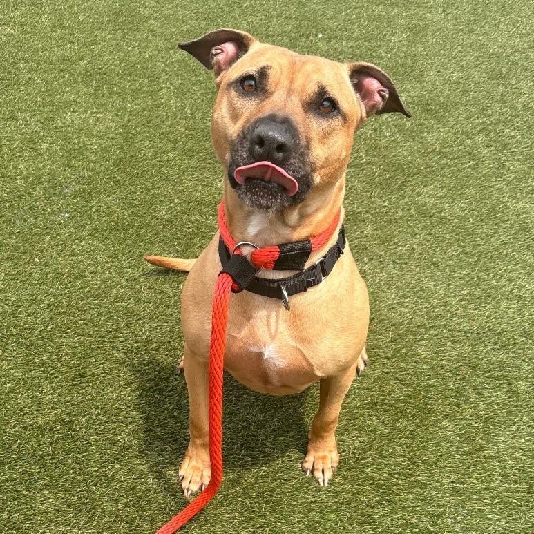 Ellie, a ADOPTABLE mixed breed in Chester, PA image 3/4