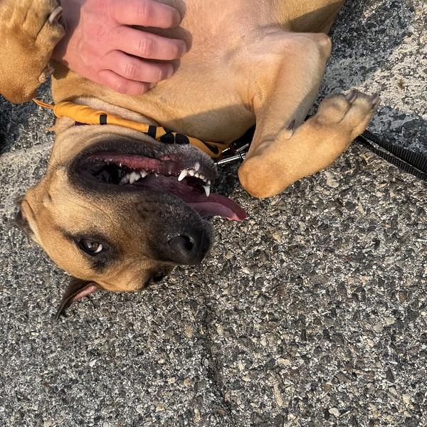 Enlarge Ellie, a Adoptable mixed breed in Chester, PA image 6/6