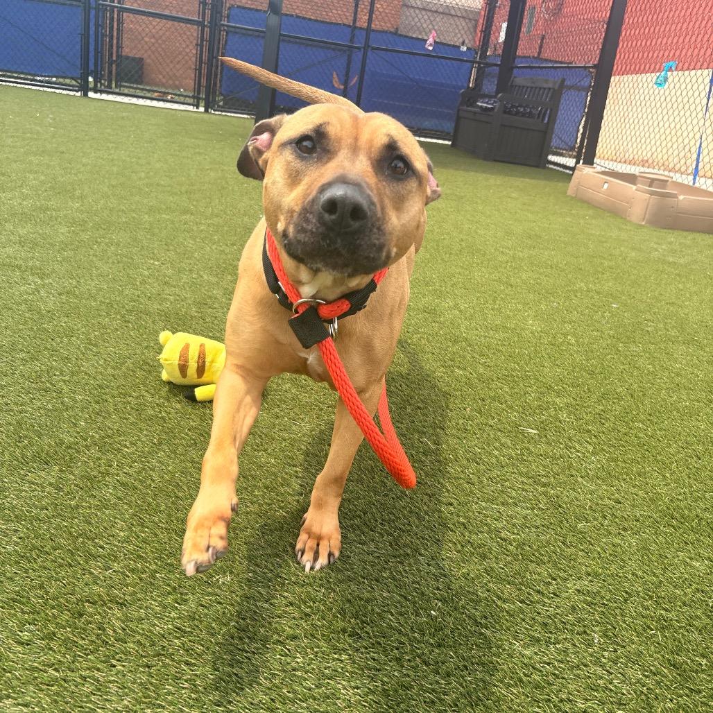 Ellie, a ADOPTABLE mixed breed in Chester, PA image 2/4