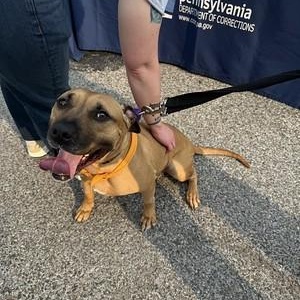 Enlarge Ellie, a Adoptable mixed breed in Chester, PA image 2/6