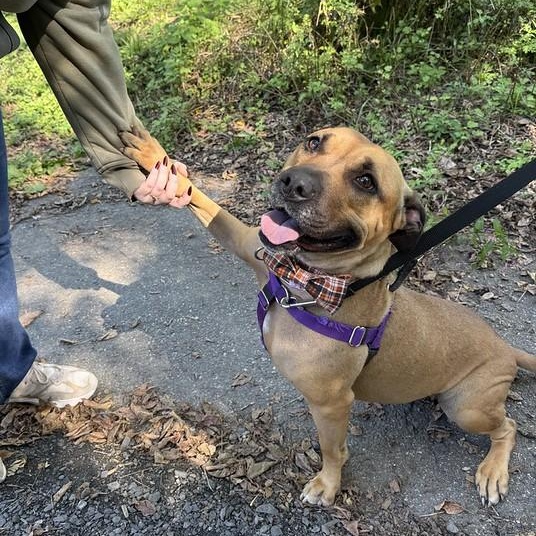 Enlarge Ellie, a Adoptable mixed breed in Chester, PA image 1/6