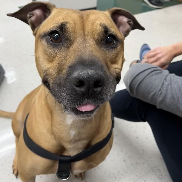 Ellie, a ADOPTABLE mixed breed in Chester, PA image 1/4