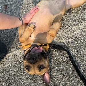 Enlarge Ellie, a Adoptable mixed breed in Chester, PA image 5/6