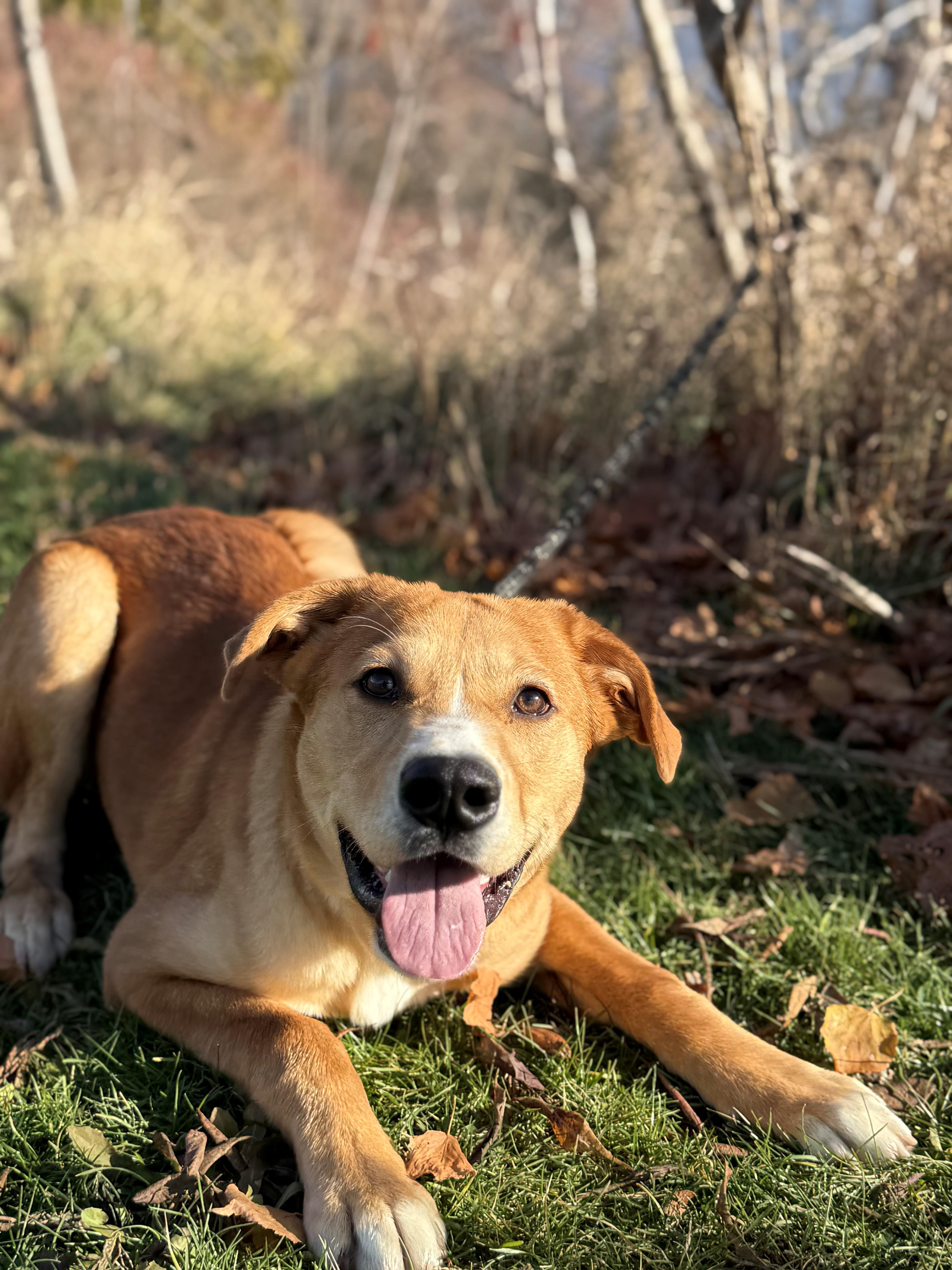 Enlarge Blaze, a Adoptable mixed breed in Hamilton, ON image 1/6