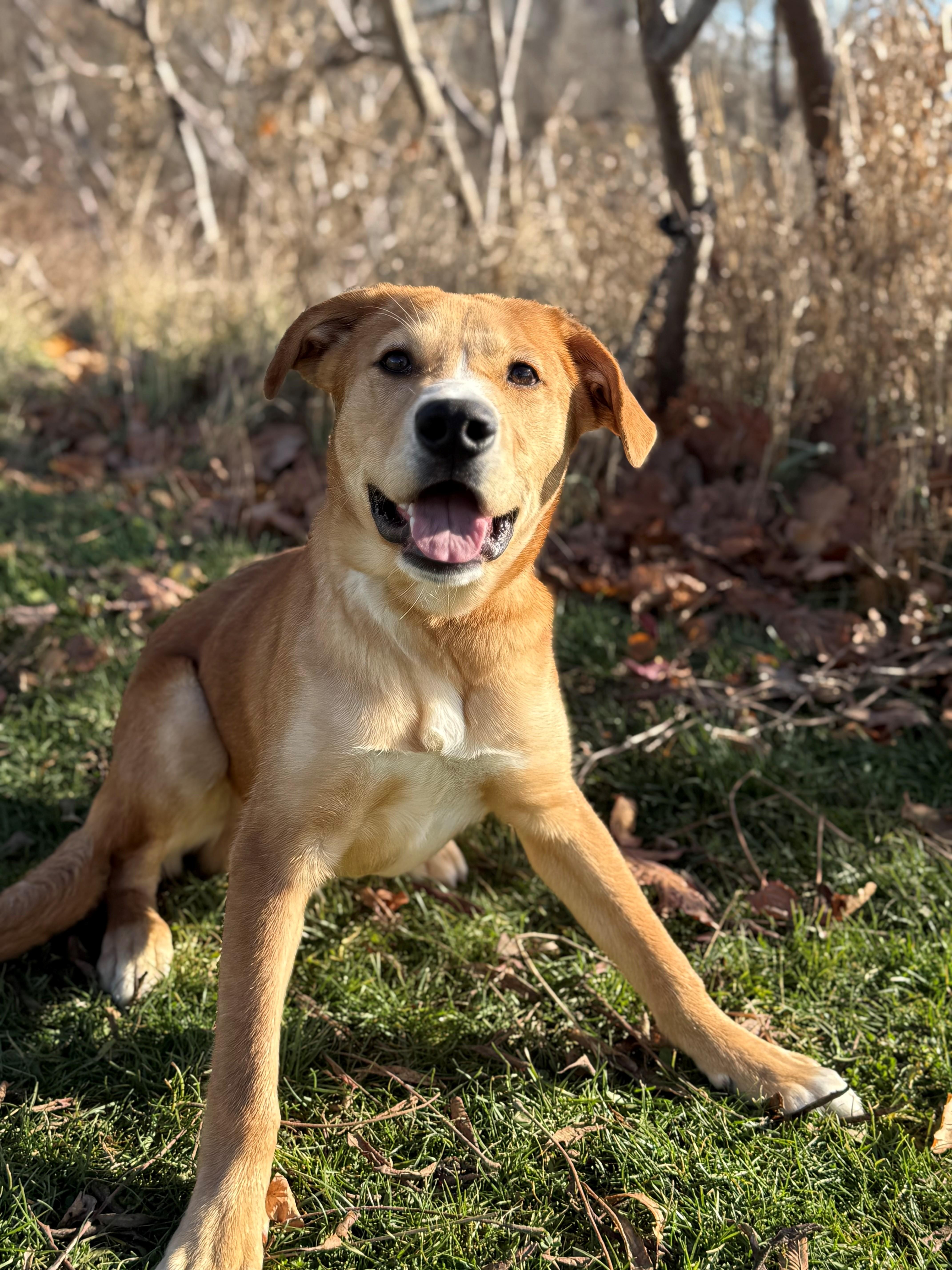 Enlarge Blaze, a Adoptable mixed breed in Hamilton, ON image 2/6