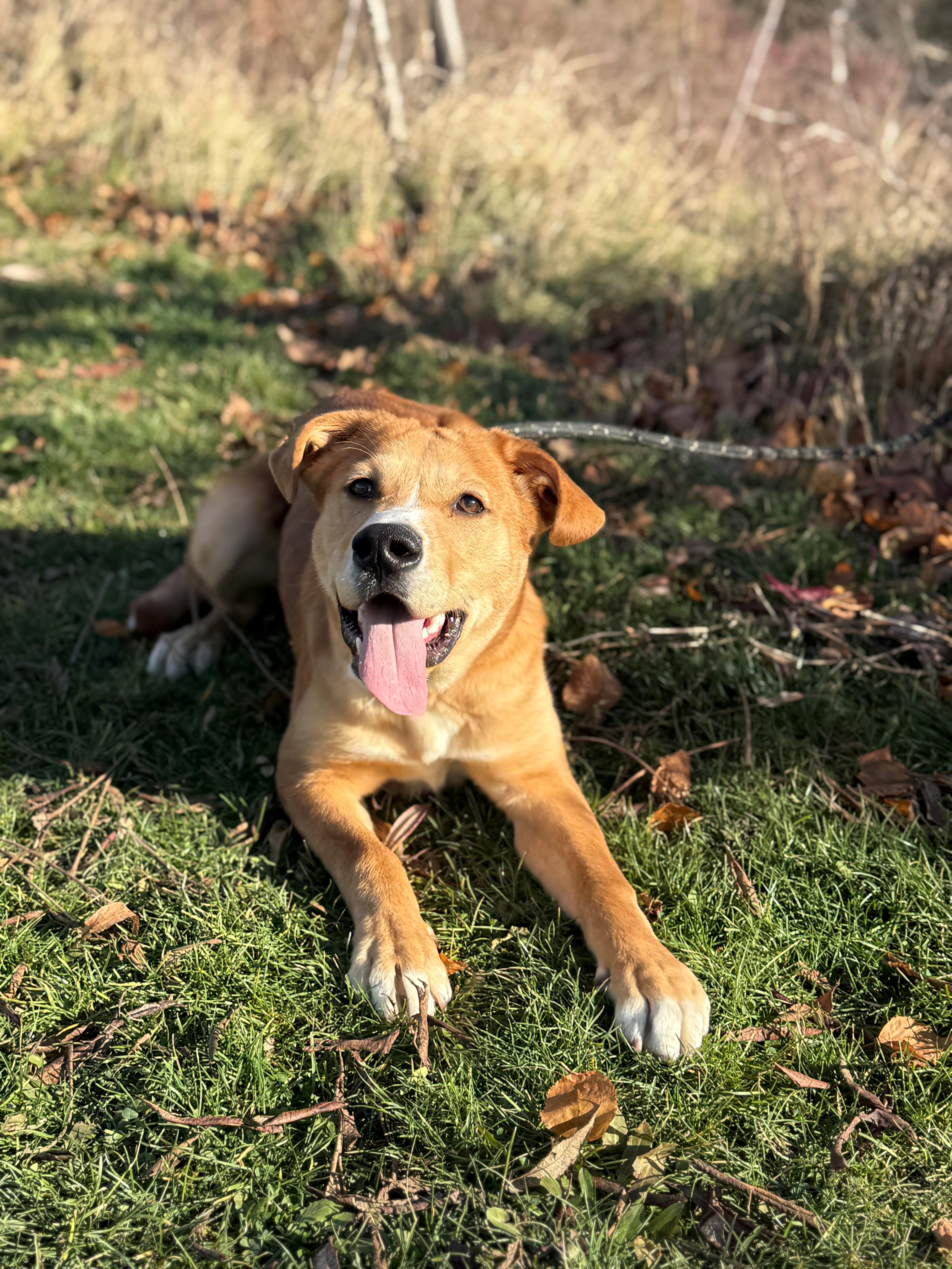 Enlarge Blaze, a Adoptable mixed breed in Hamilton, ON image 3/6
