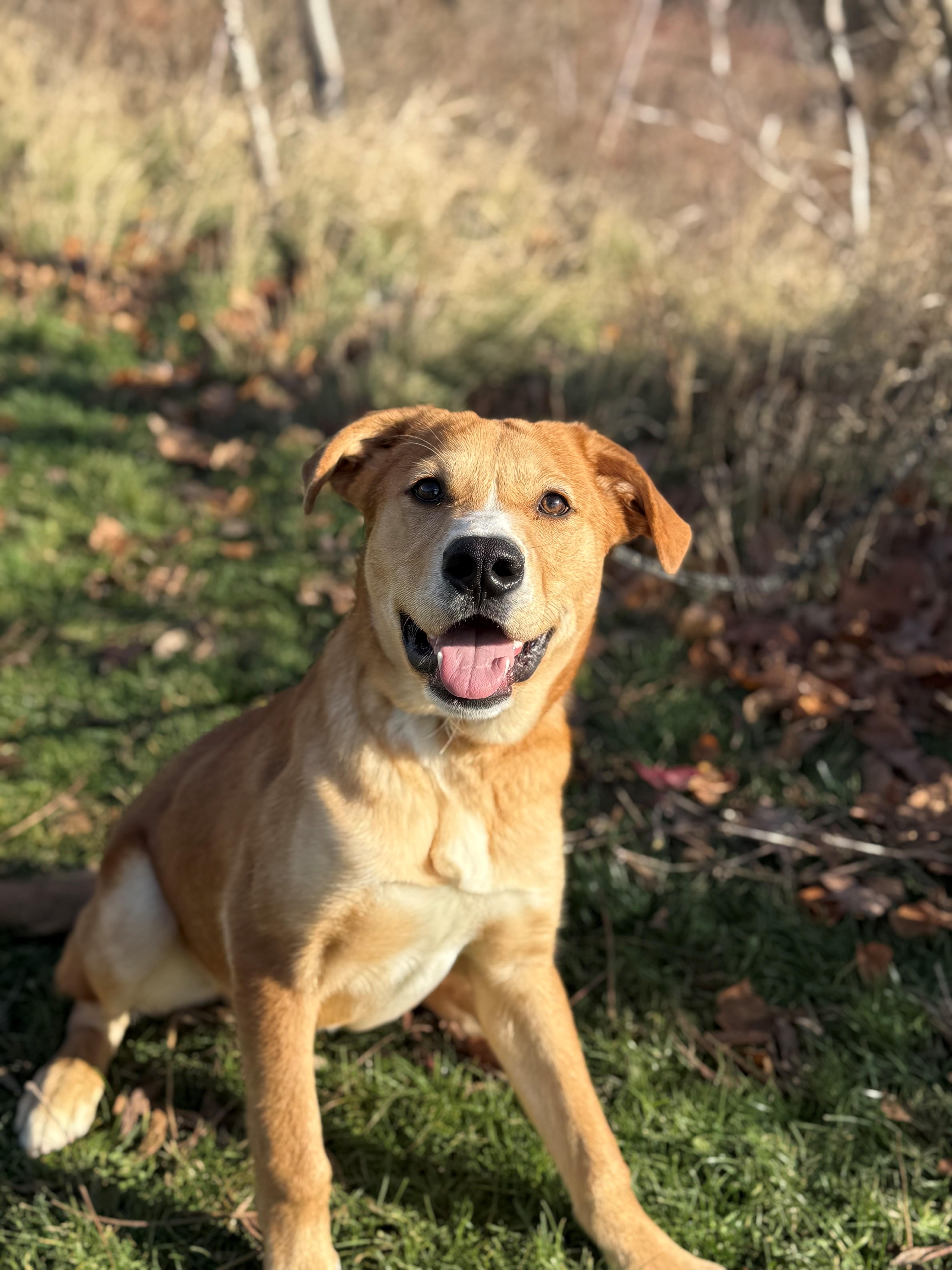 Enlarge Blaze, a Adoptable mixed breed in Hamilton, ON image 4/6