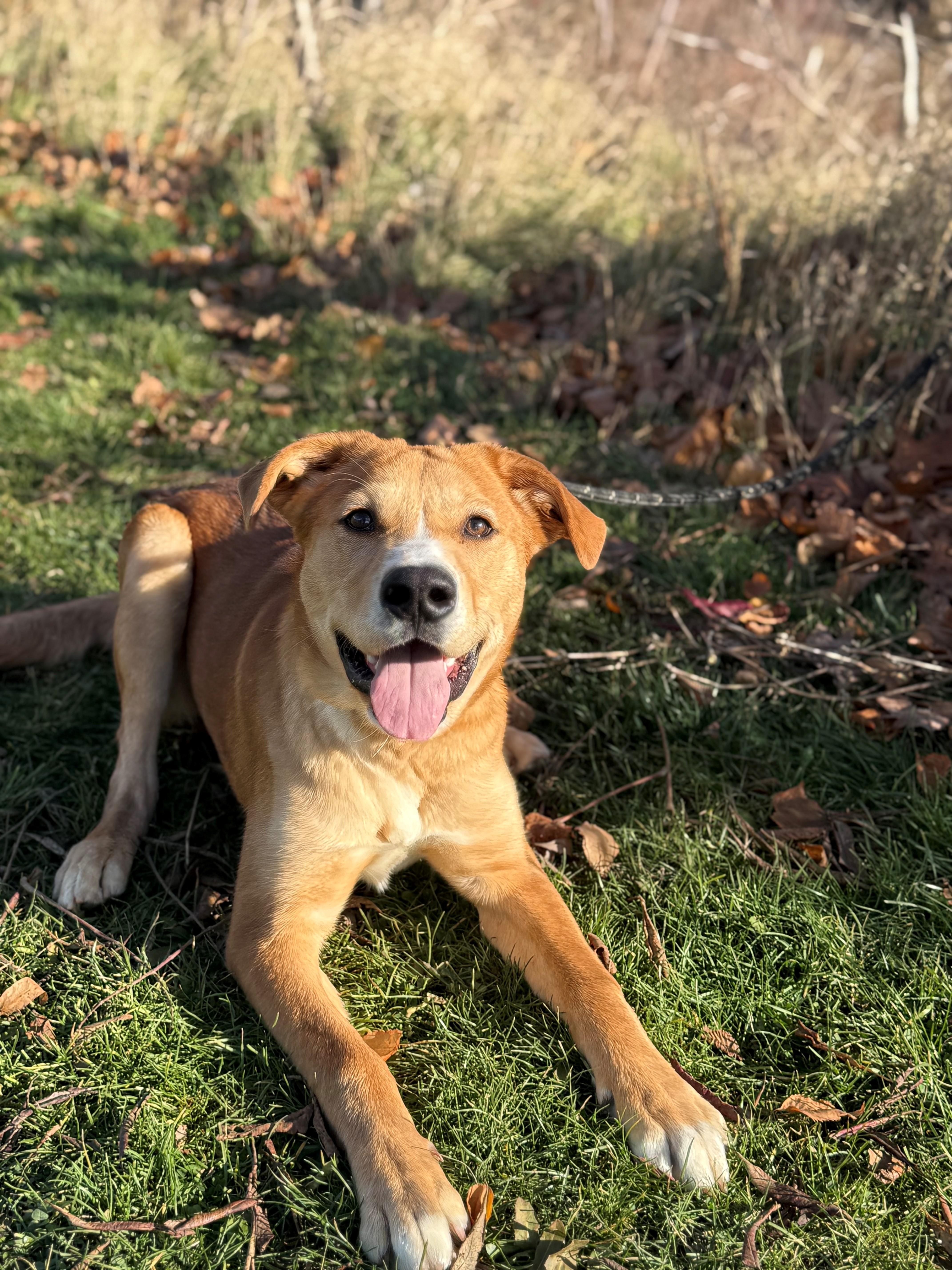 Enlarge Blaze, a Adoptable mixed breed in Hamilton, ON image 5/6