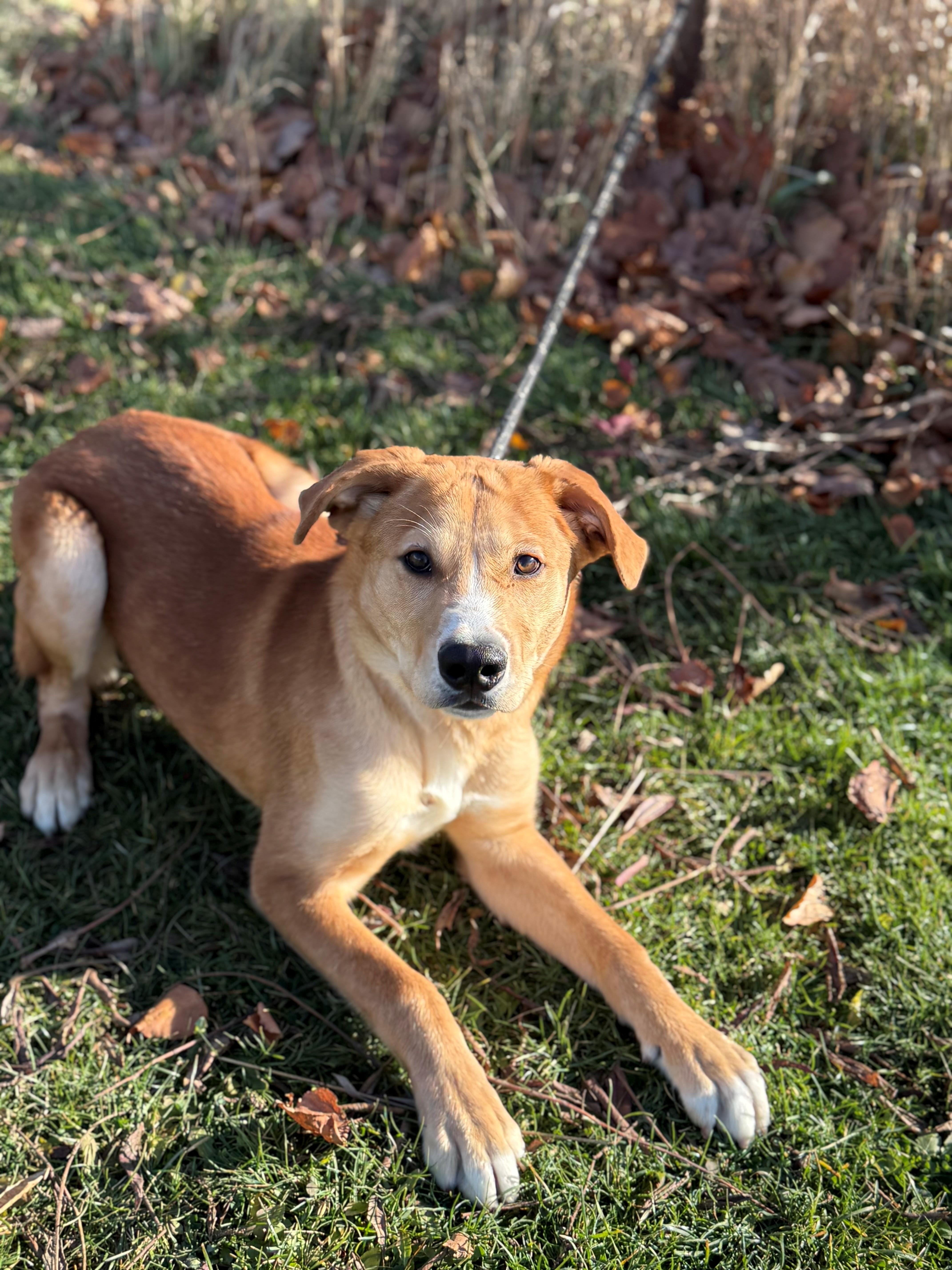 Enlarge Blaze, a Adoptable mixed breed in Hamilton, ON image 6/6