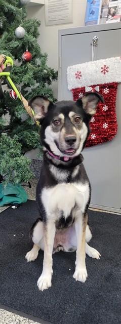 TWIX, Adoptable, Adult Female German Shepherd Dog & Siberian Husky.