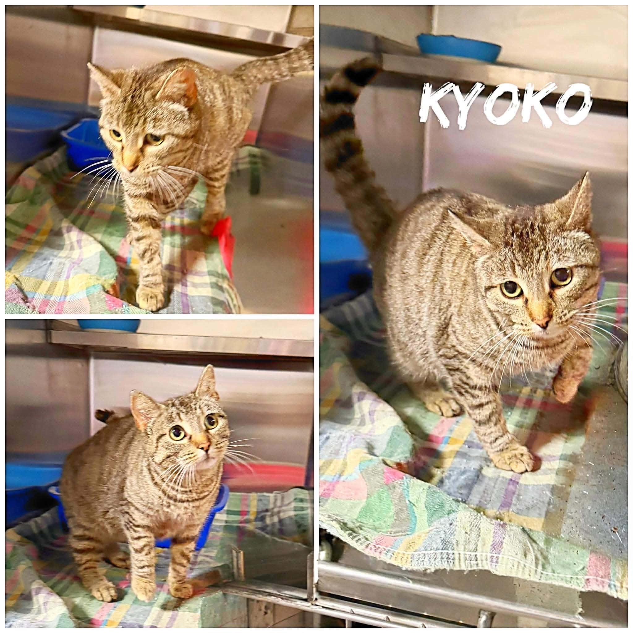 Enlarge Kyoko, a ADOPTABLE Domestic Short Hair in Saint James, MO image 1/1