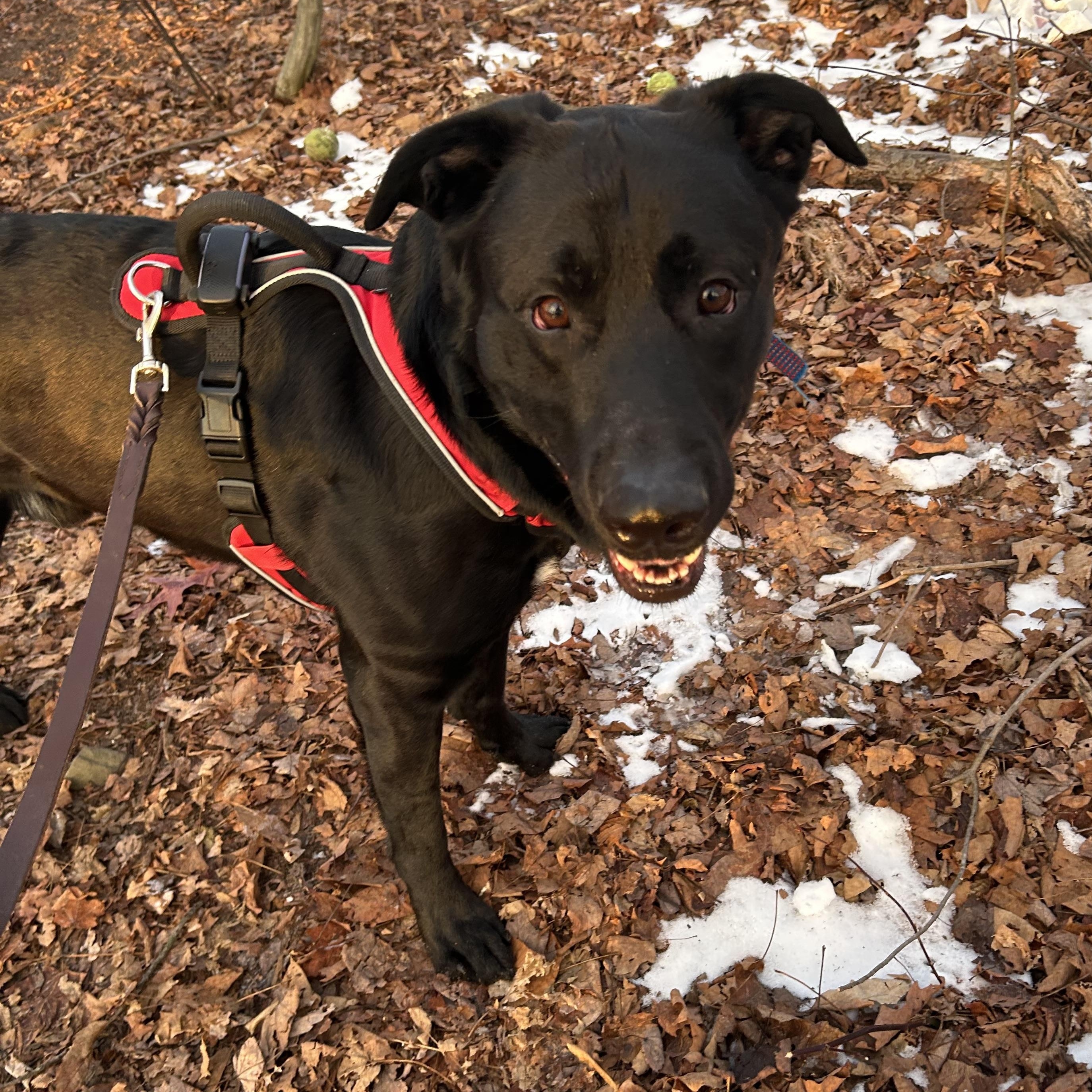 Enlarge Tito, a Adoptable mixed breed in Tyler Hill, PA image 1/2
