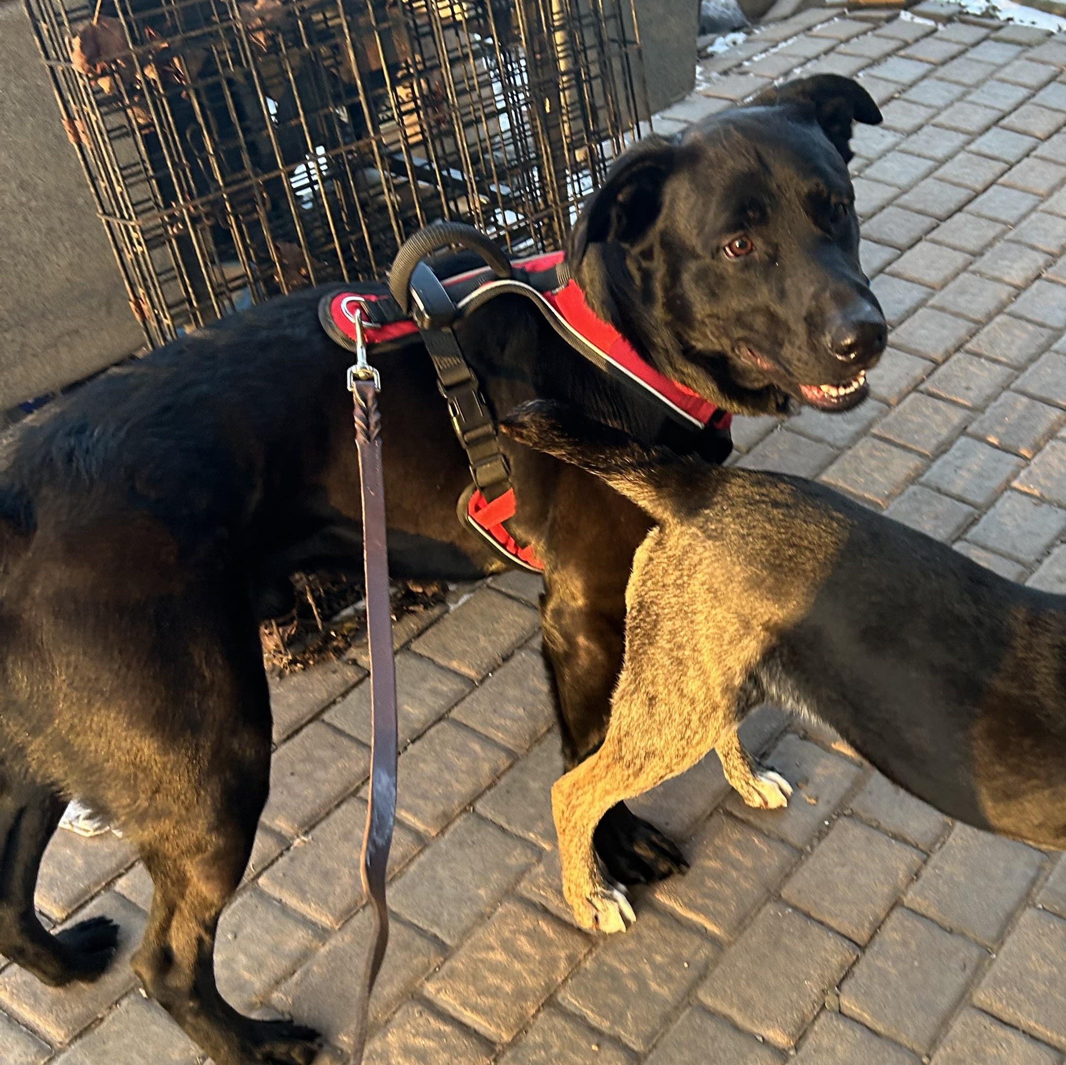 Enlarge Tito, a Adoptable mixed breed in Tyler Hill, PA image 2/2