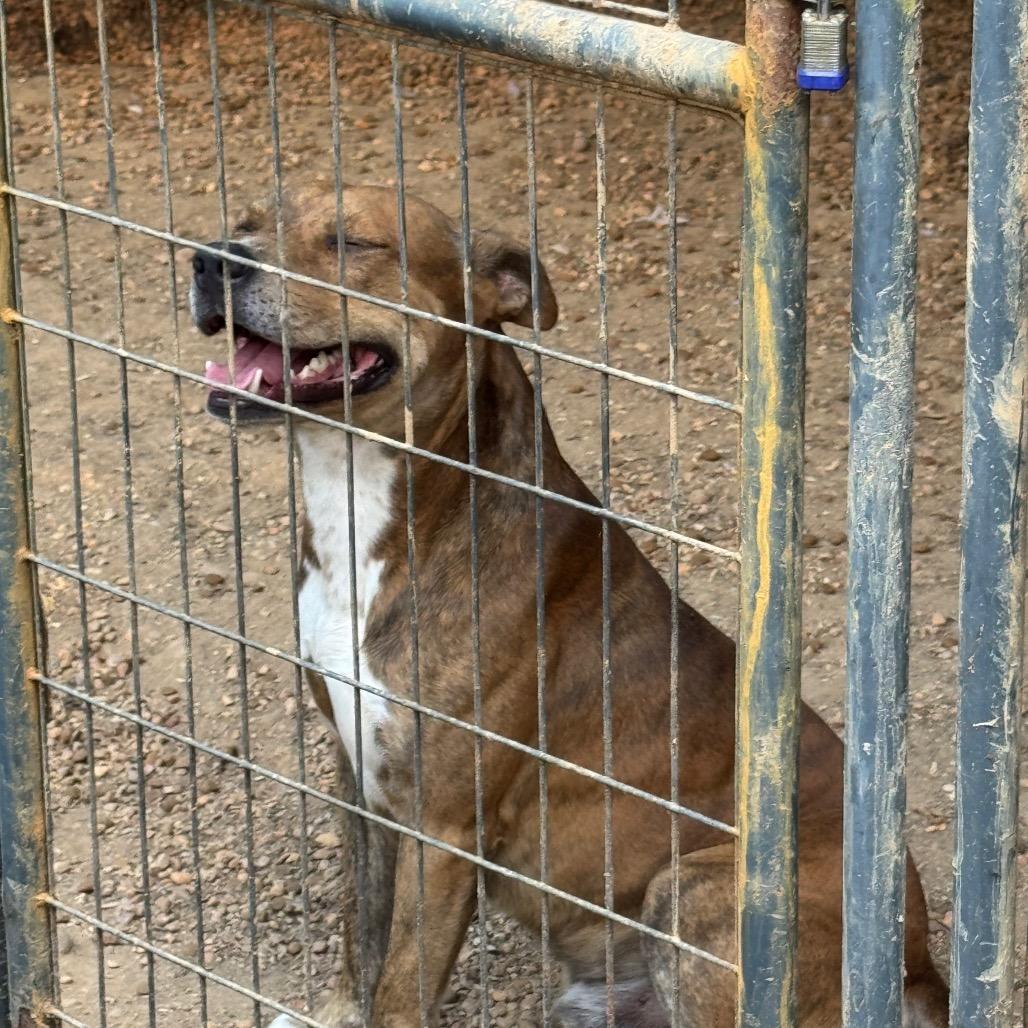 Cheese Balls, Adoptable, Adult Male Mixed Breed.