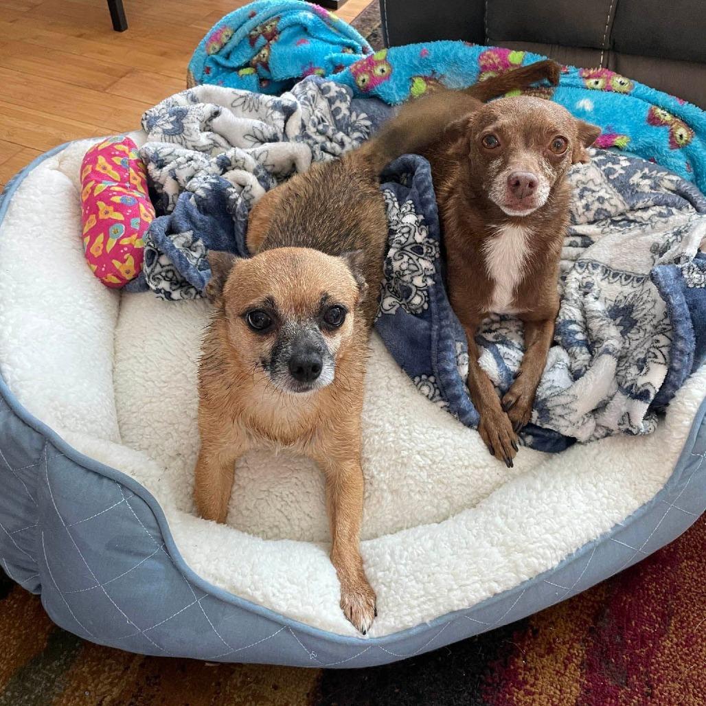 Valkyrie (FF Inbee) — thumbnail 6