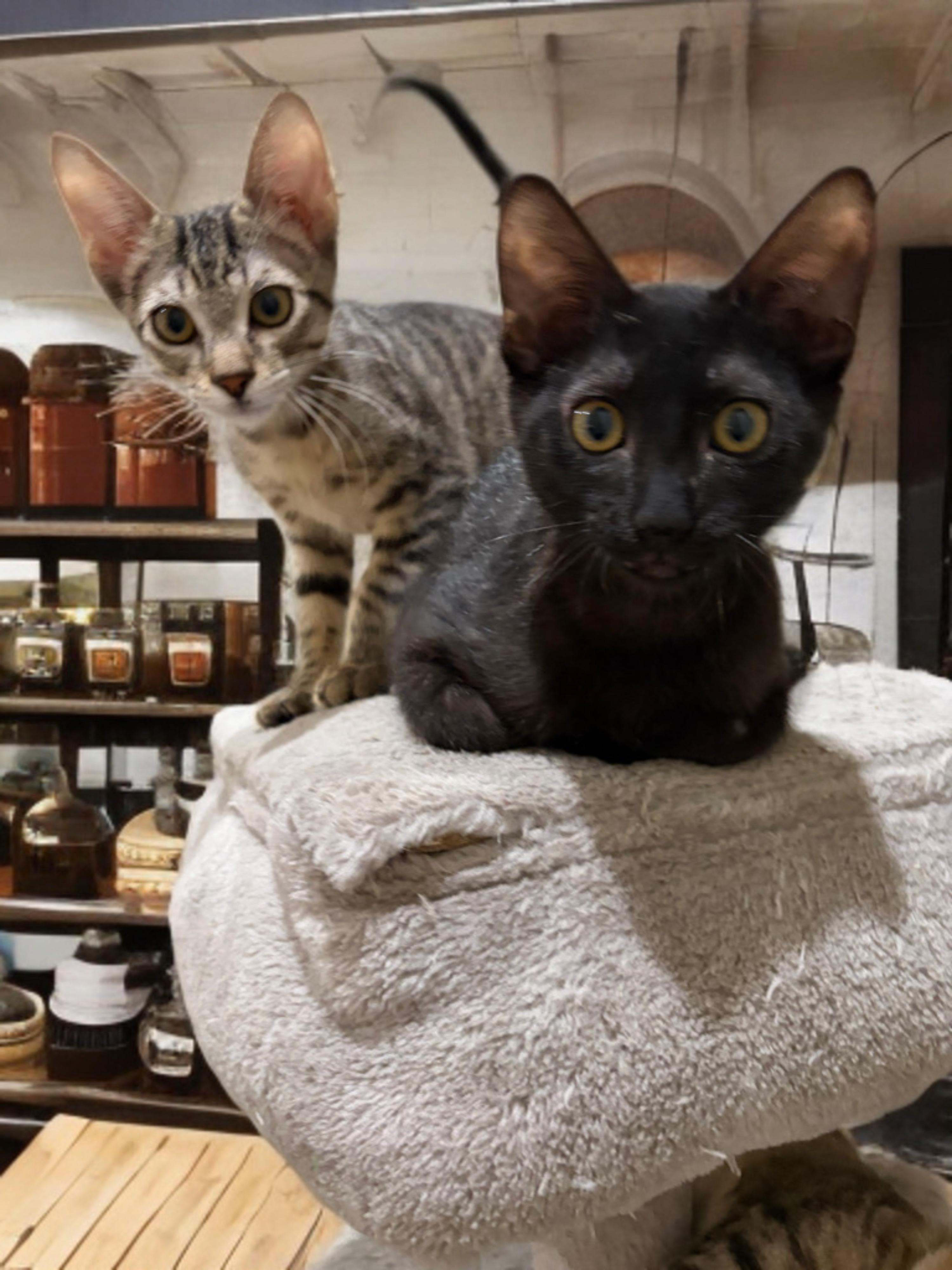 Enlarge Liam of Limerick, a Adoptable Domestic Short Hair in Boston, MA image 4/4