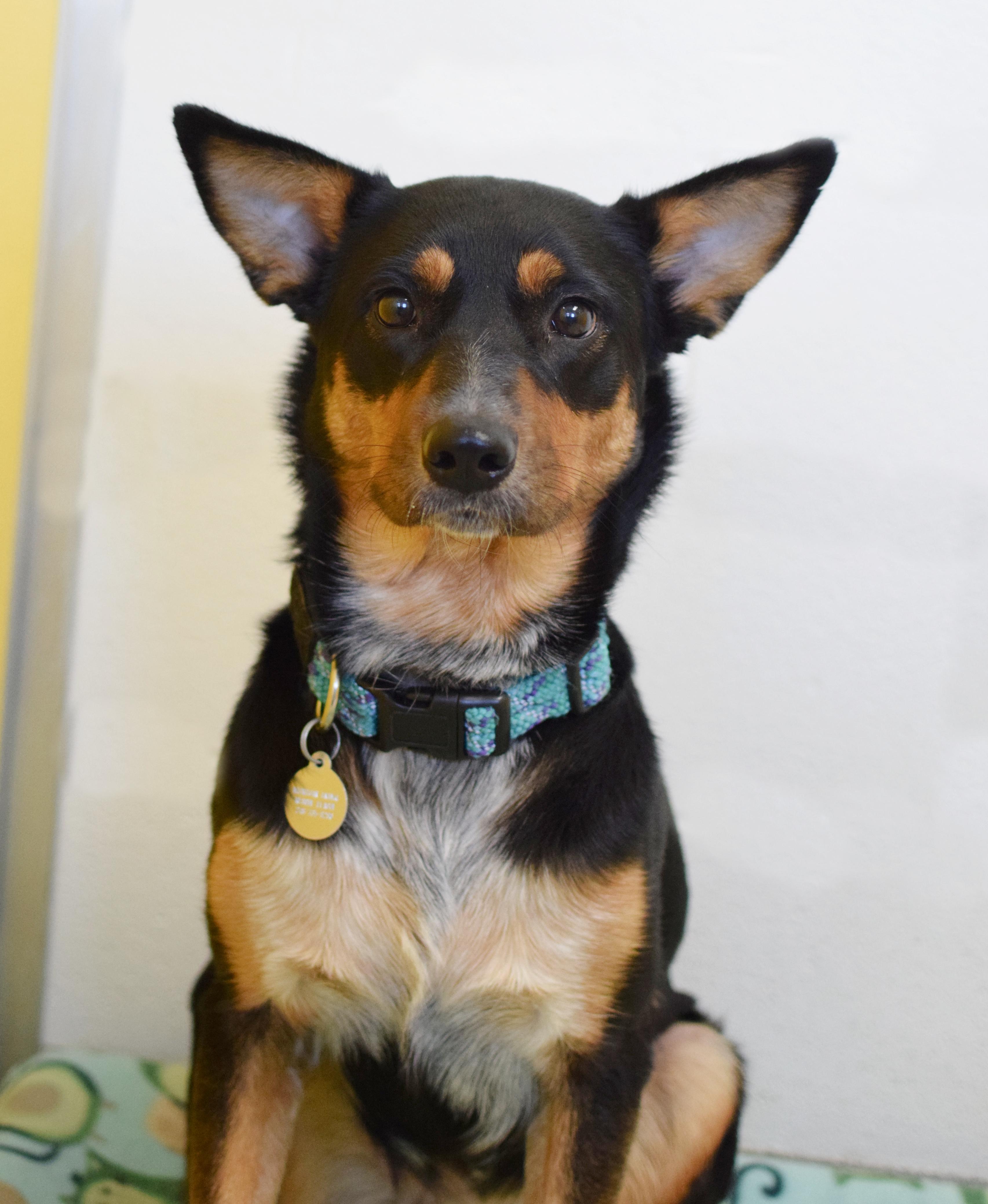 Enlarge Cleo, an adopted mixed breed in Pontiac, MI image 1/1