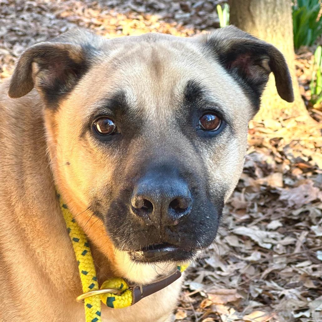 Enlarge Winston, a Adoptable Shepherd in Decatur, GA image 1/6