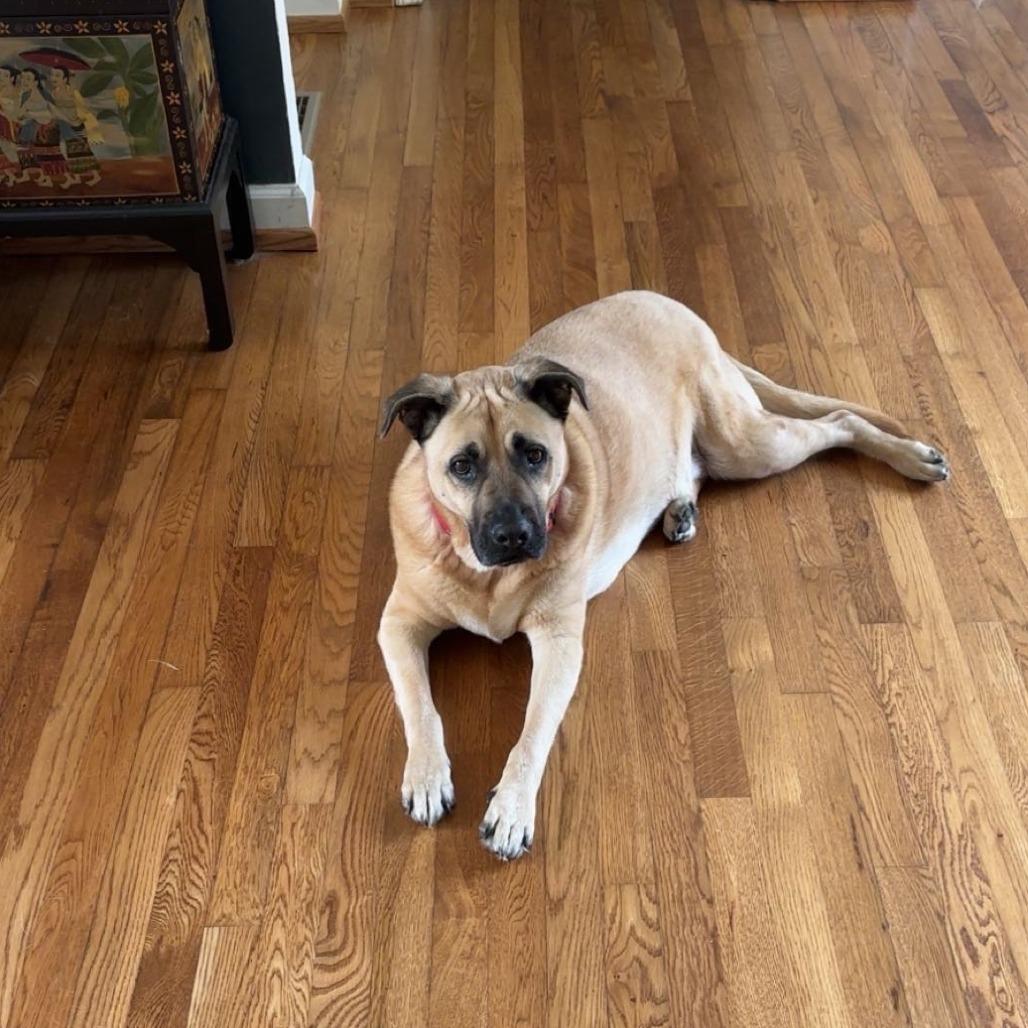 Enlarge Winston, a Adoptable Shepherd in Decatur, GA image 1/6