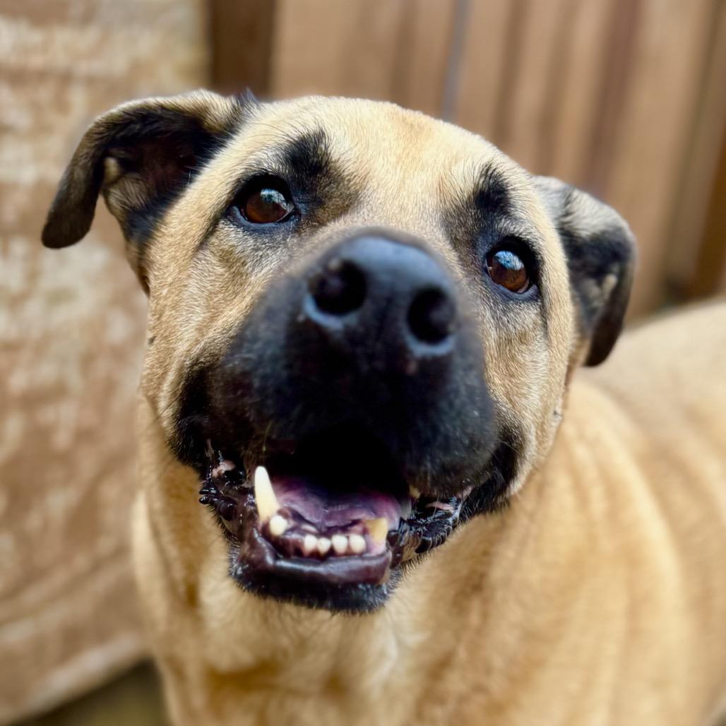 Enlarge Winston, a Adoptable Shepherd in Decatur, GA image 3/6