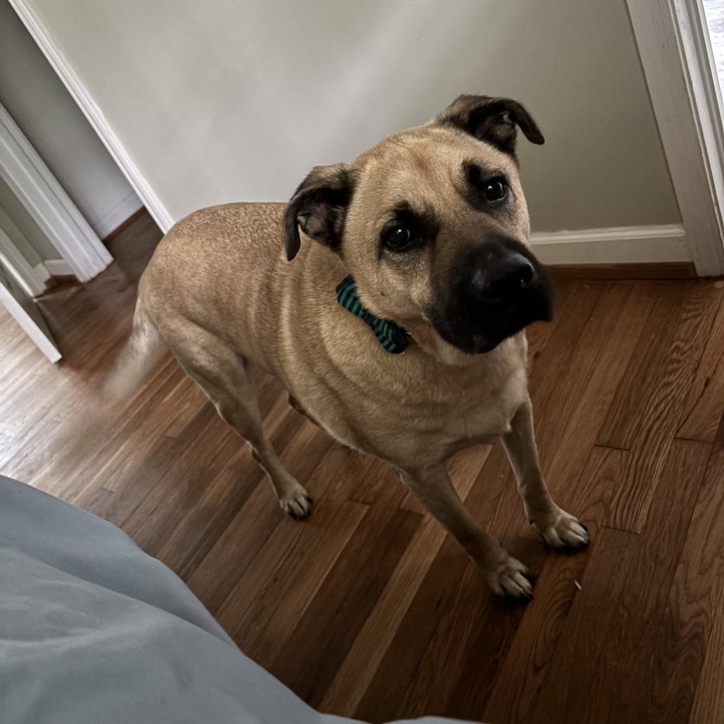 Enlarge Winston, a Adoptable Shepherd in Decatur, GA image 4/6