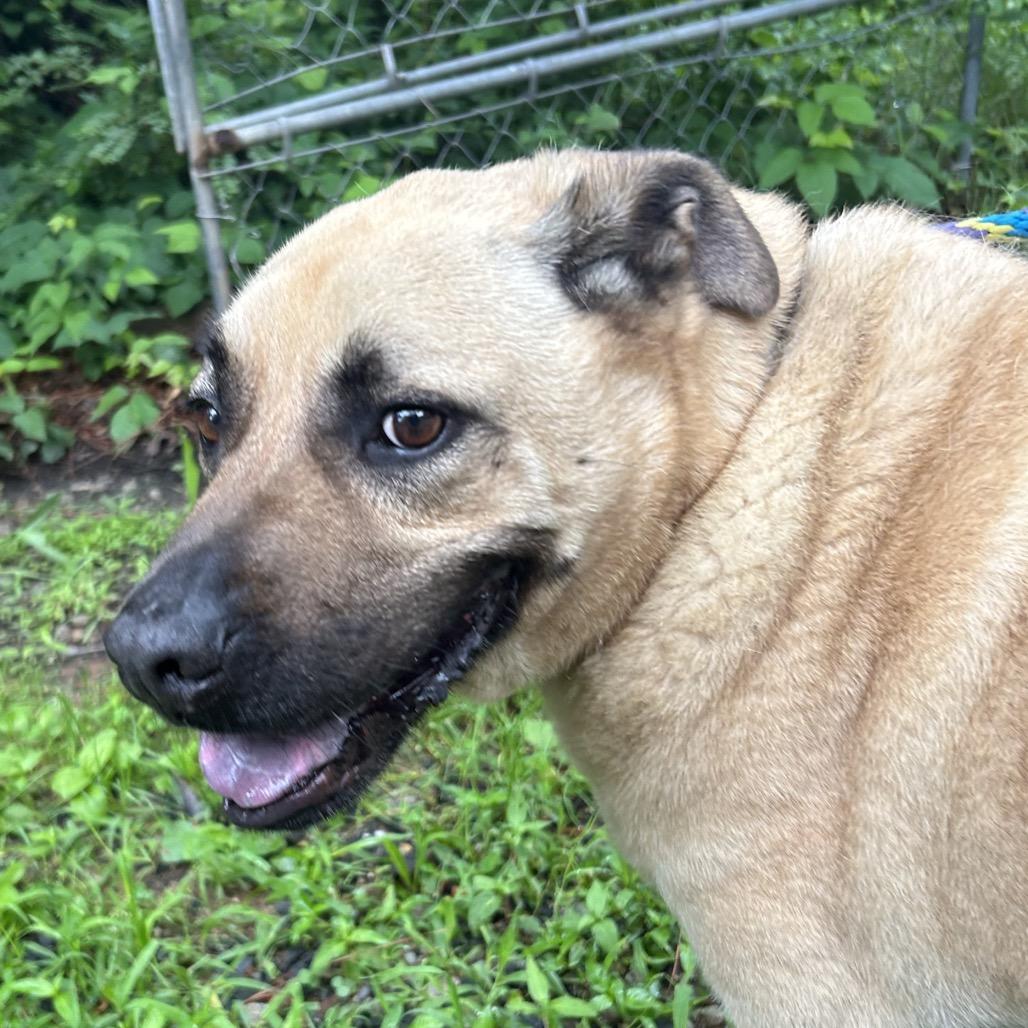 Enlarge Winston, a Adoptable Shepherd in Decatur, GA image 5/6