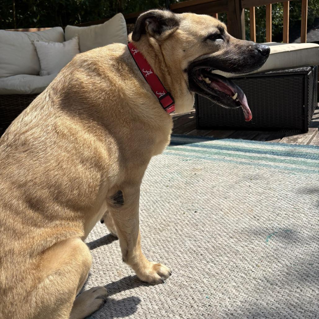 Enlarge Winston, a Adoptable Shepherd in Decatur, GA image 5/6