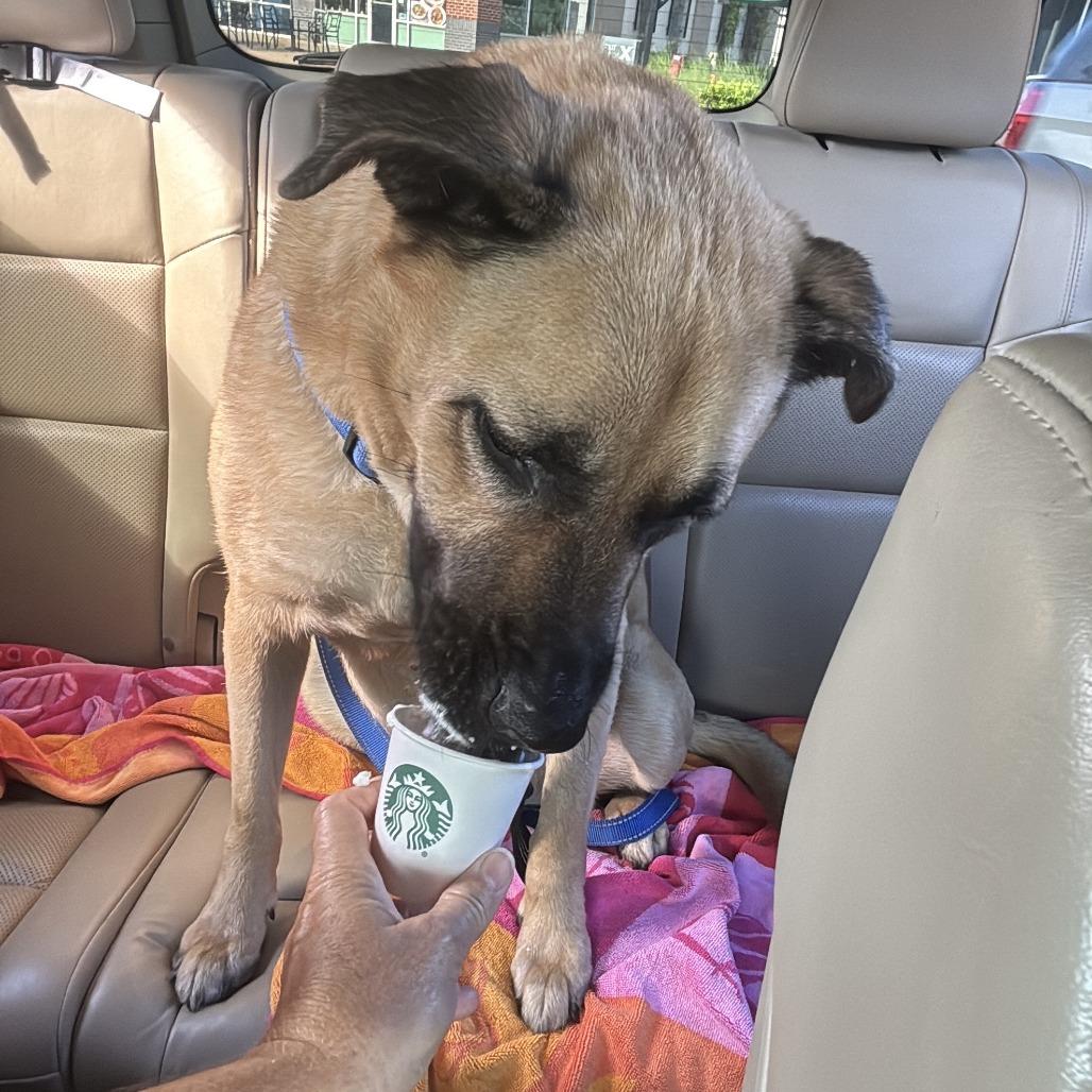 Enlarge Winston, a Adoptable Shepherd in Decatur, GA image 6/6