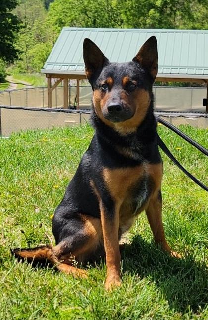 Rocky, Adoptable, Adult Male German Shepherd Dog & Australian Cattle Dog / Blue Heeler.