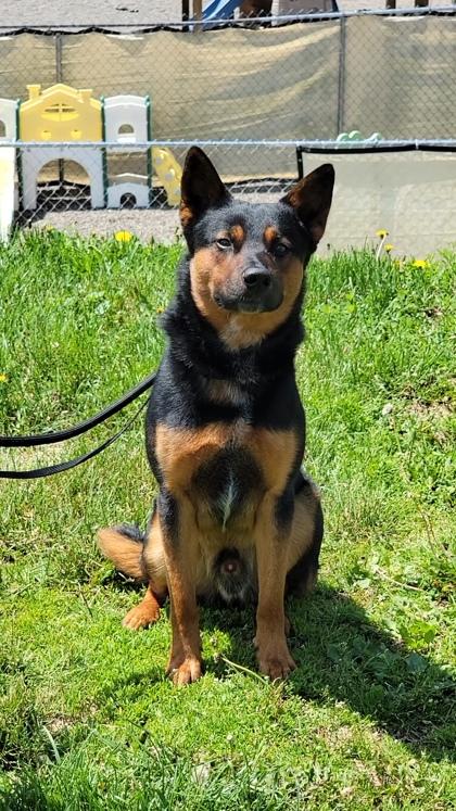 Enlarge Rocky, a Adoptable mixed breed in Elmira, NY image 2/2