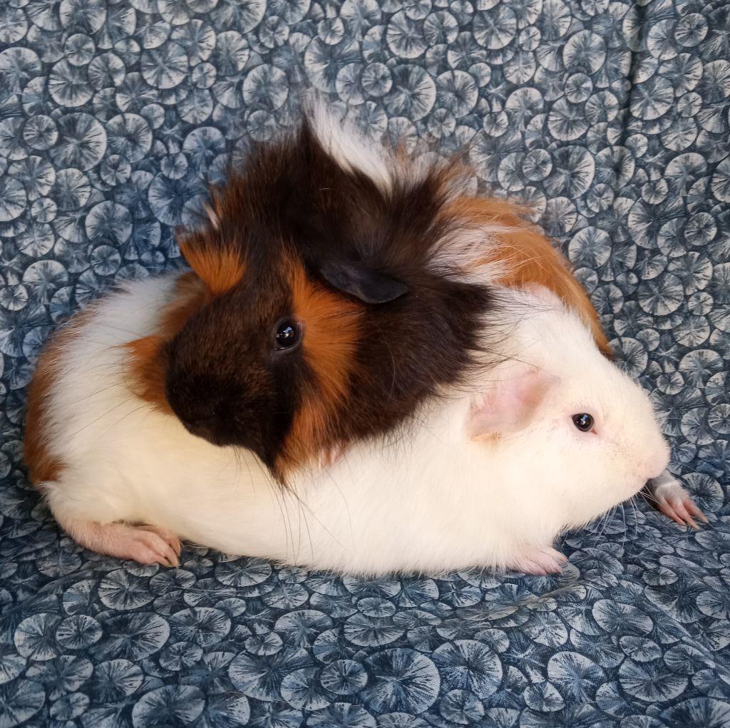 Enlarge Spike/Curly, a ADOPTABLE mixed breed in Goleta, CA image 2/2