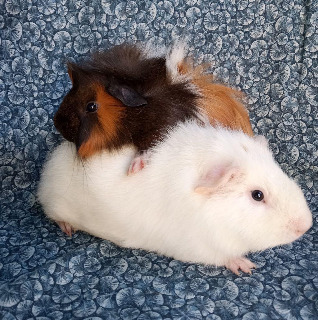 Spike/Curly, ADOPTABLE, Young Male Peruvian & Rex.