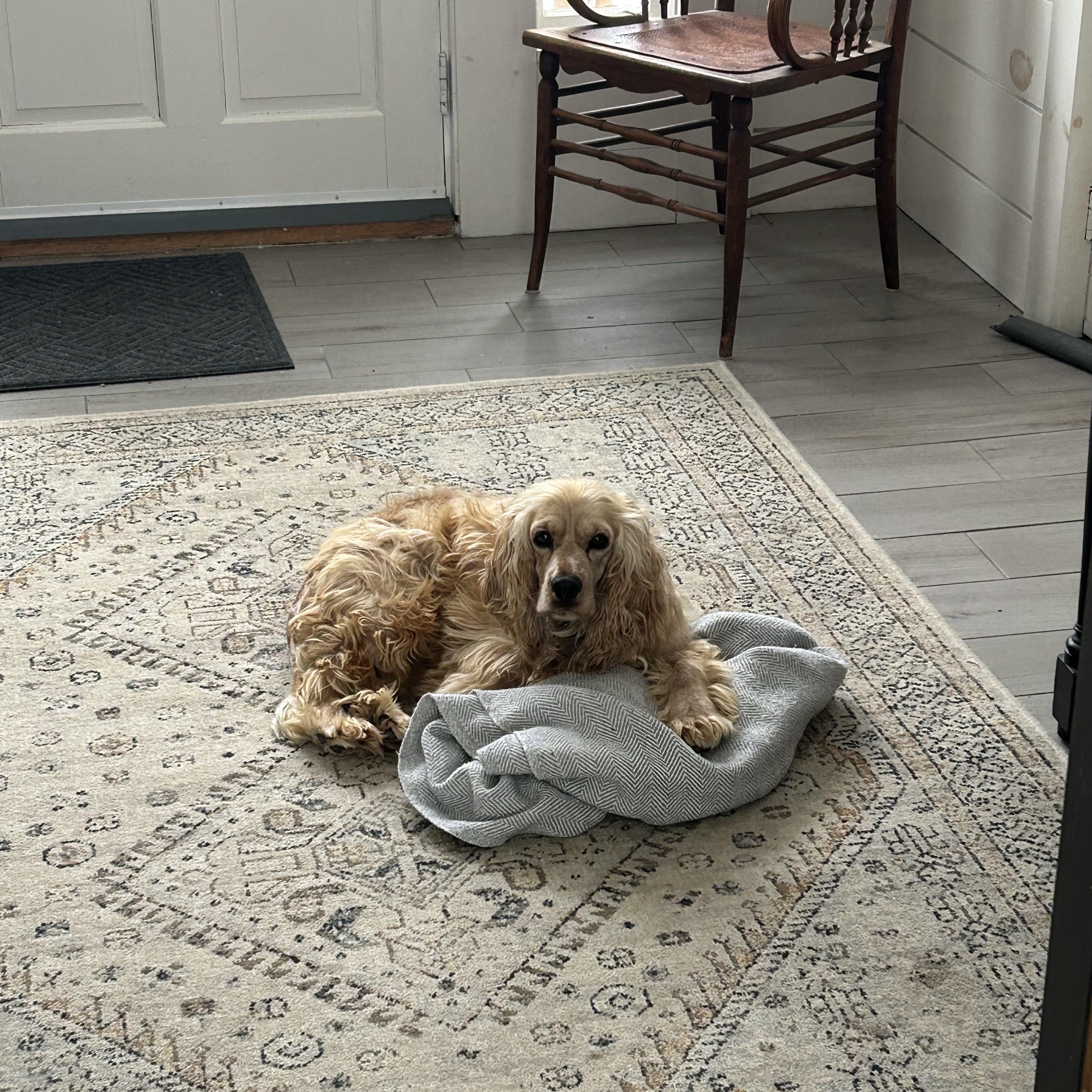 ZUZU - ARRIVED IN MAINE, an adopted mixed breed in Berwick, ME image 6/6