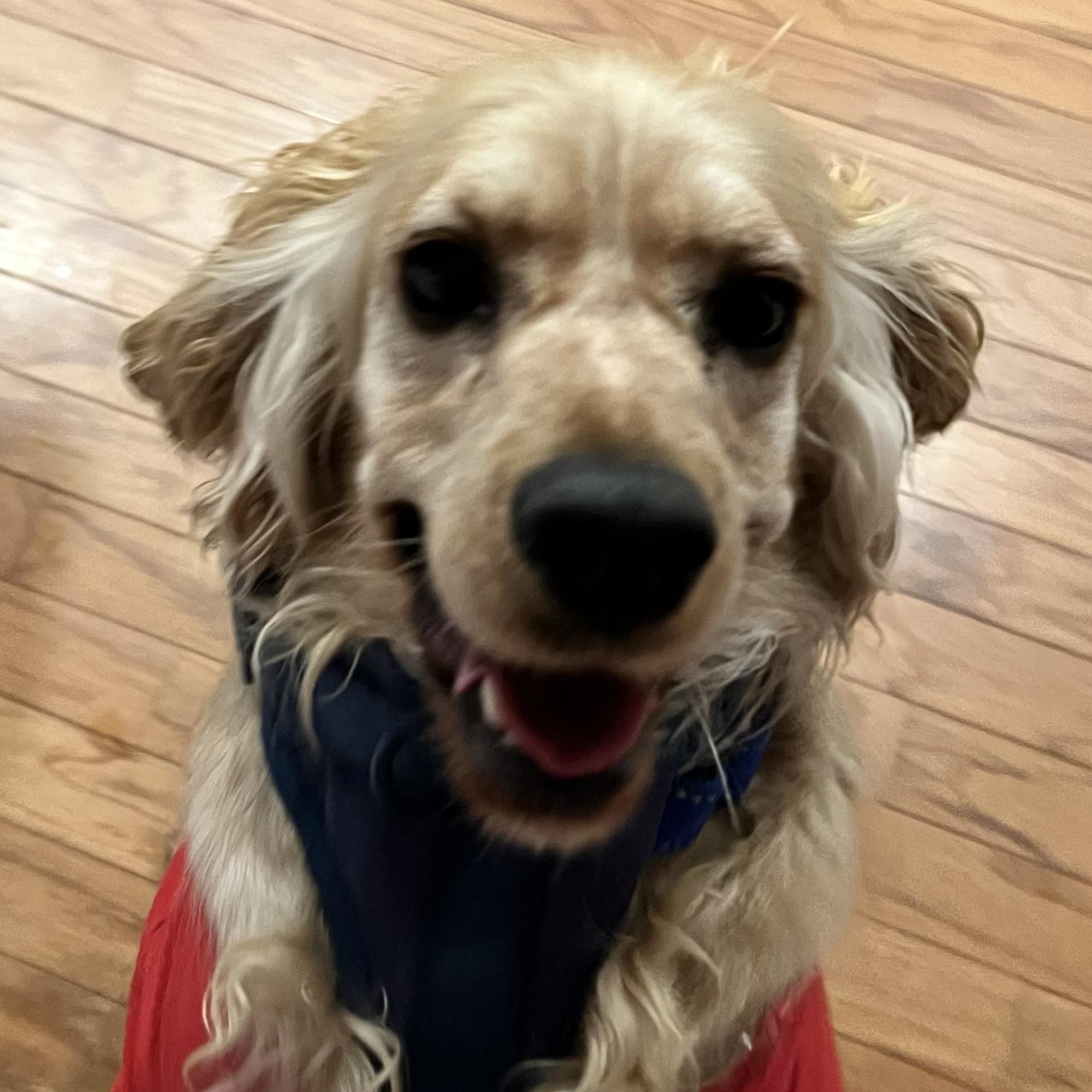 ZUZU - ARRIVED IN MAINE, an adopted mixed breed in Berwick, ME image 5/6