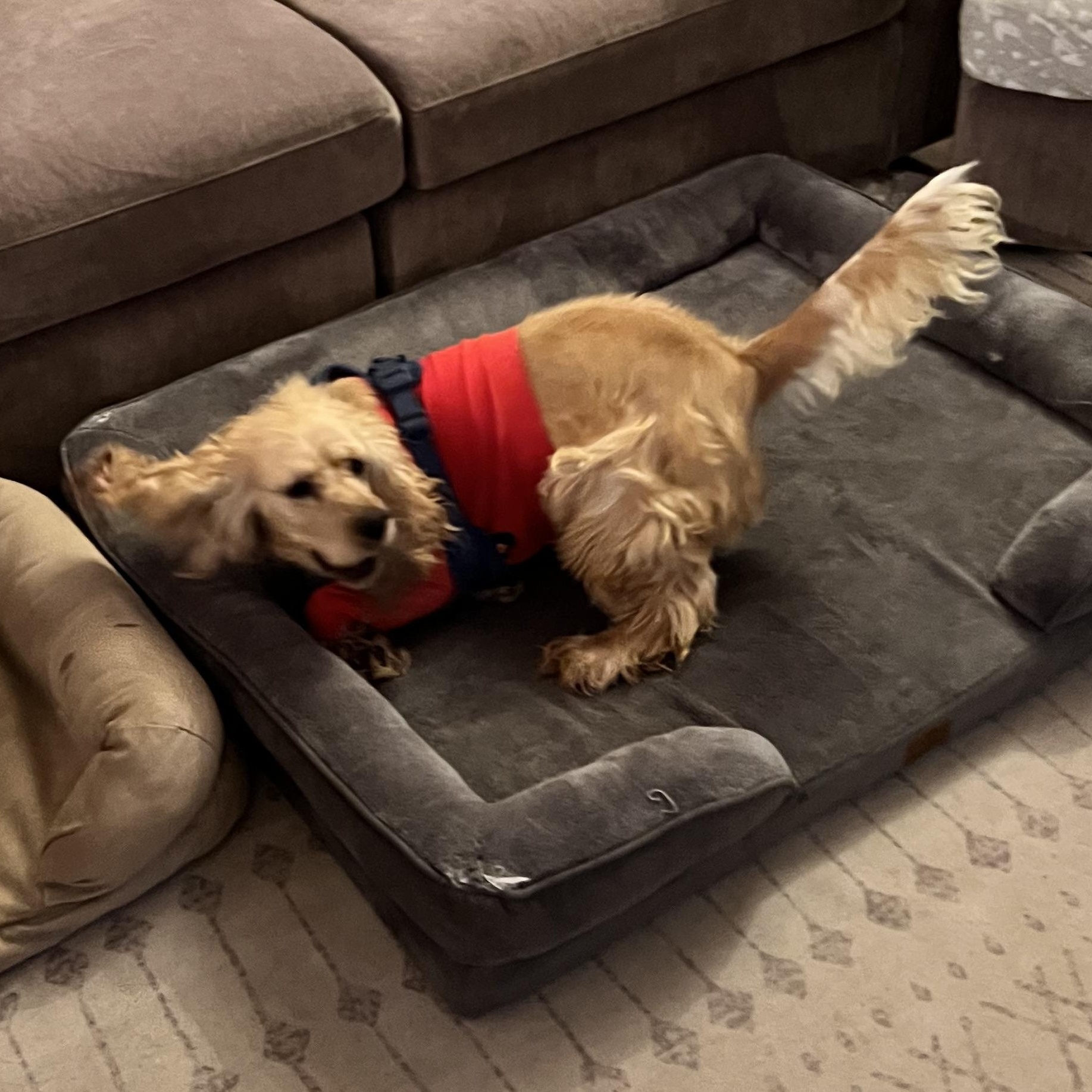 ZUZU - ARRIVED IN MAINE, an adopted mixed breed in Berwick, ME image 3/6