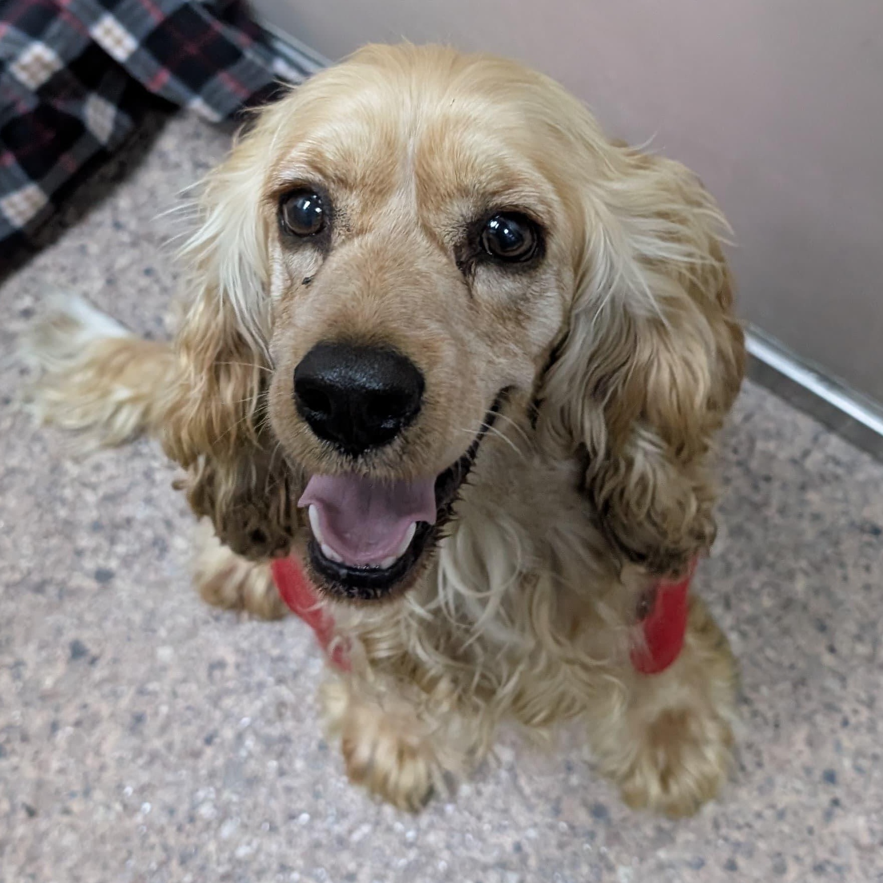 ZUZU - ARRIVED IN MAINE, an adopted mixed breed in Berwick, ME image 1/6