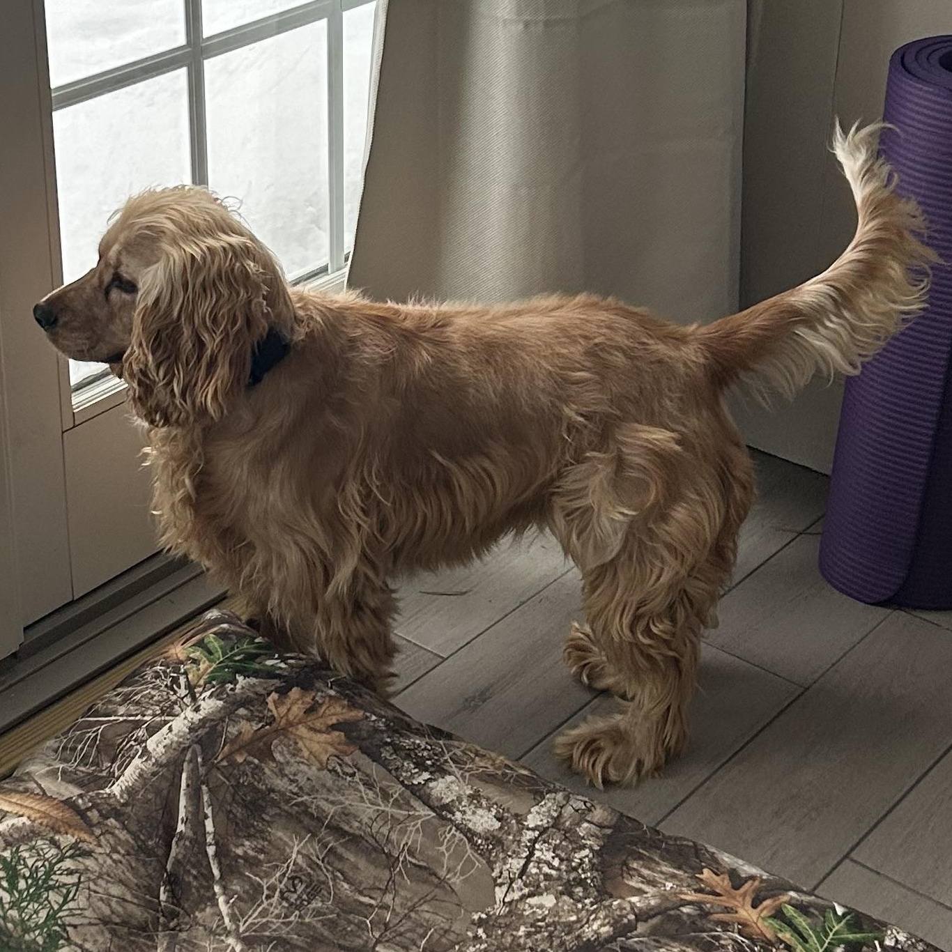 ZUZU - ARRIVED IN MAINE, an adopted mixed breed in Berwick, ME image 4/6